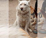 Small #2 Siberian Husky