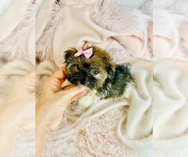 Medium Photo #5 Biewer Terrier Puppy For Sale in TAMPA, FL, USA