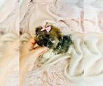 Small #4 Biewer Terrier