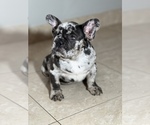 Puppy 3 French Bulldog