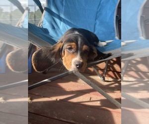 Bagle Hound Puppy for sale in WADDY, KY, USA