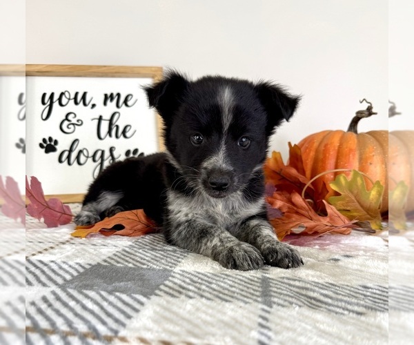 Medium Photo #2 Australian Cattle Dog-Border Collie Mix Puppy For Sale in GREENFIELD, IN, USA
