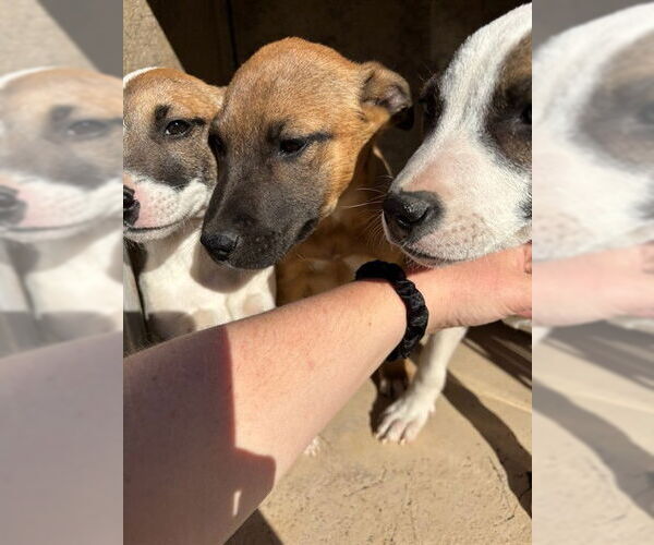 Medium Photo #1 Mutt Puppy For Sale in Oklahoma City, OK, USA