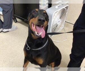 Doberman Pinscher-Unknown Mix Dogs for adoption in Riverside, CA, USA