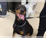 Small Doberman Pinscher Mix