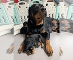 Small #4 Rottweiler