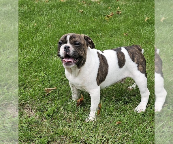Medium Photo #1 Bulldog Puppy For Sale in CLYDE, NY, USA