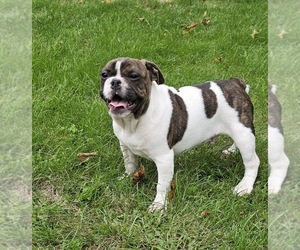Bulldog Puppy for sale in CLYDE, NY, USA
