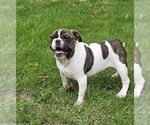 Small Bulldog