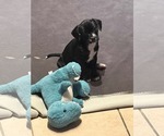 Small #3 Bullypit