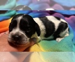 Image preview for Ad Listing. Nickname: Puppies