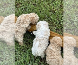 Cavachon Puppy for sale in HUBERT, NC, USA