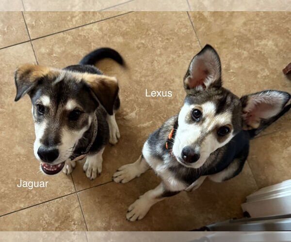 Medium Photo #3 Siberian Husky-Unknown Mix Puppy For Sale in Cedar Crest, NM, USA