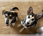 Small #2 Siberian Husky Mix