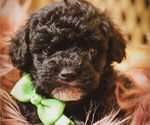Small Photo #3 Poodle (Miniature)-Shih-Poo Mix Puppy For Sale in MADISONVILLE, TN, USA