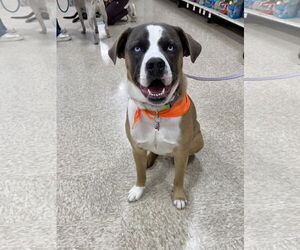 Huskies -Unknown Mix Dogs for adoption in Minneapolis, MN, USA