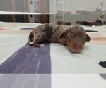 Puppy Ellas choc boy Dachshund