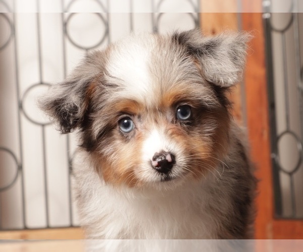 Medium Photo #2 Aussiedoodle Toy Puppy For Sale in NAPLES, FL, USA