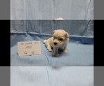 Image preview for Ad Listing. Nickname: Milo