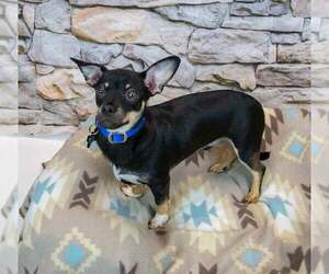 McDonald - Male Chihuahua-Unknown Mix Dog for Adoption - Photo #2