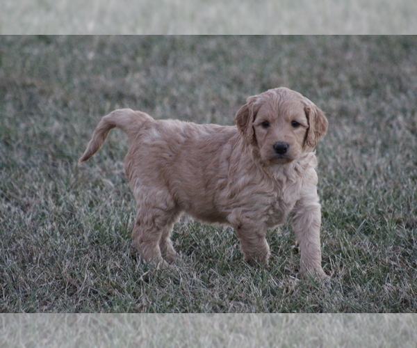 Full screen Photo #4 Goldendoodle Puppy For Sale in MEMPHIS, MO, USA
