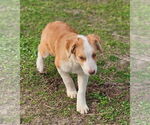 Small #4 Australian Shepherd-Jack Russell Terrier Mix
