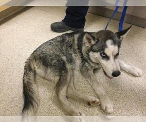 Siberian Husky Dogs for adoption in Riverside, CA, USA