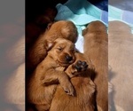 Small #1 Golden Retriever