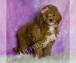 Small Photo #33 Goldendoodle (Miniature) Puppy For Sale in WARSAW, IN, USA