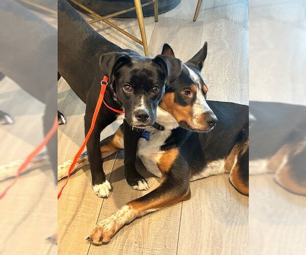 Medium Photo #14 Labrador Retriever Puppy For Sale in Sandy, UT, USA