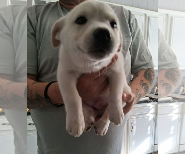 Medium Photo #2 Chihuahua-Unknown Mix Puppy For Sale in Grafton, WI, USA