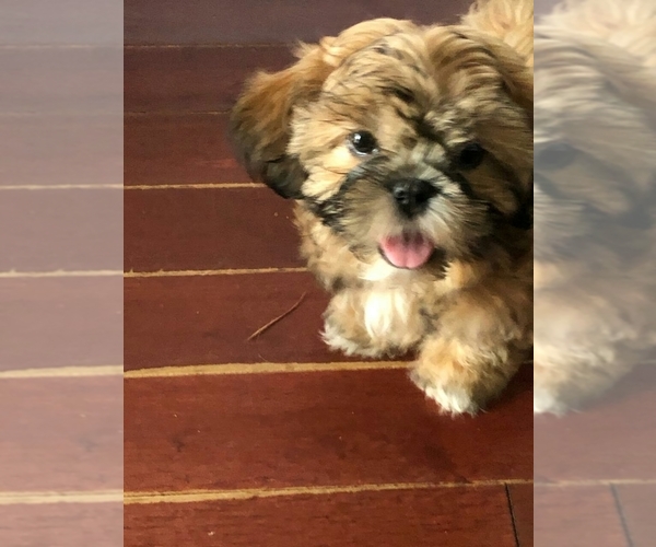 Medium Photo #3 Shih Tzu Puppy For Sale in MYRTLE BEACH, SC, USA