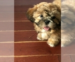 Small Photo #3 Shih Tzu Puppy For Sale in MYRTLE BEACH, SC, USA