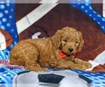 Small Photo #5 Goldendoodle (Miniature) Puppy For Sale in CHRISTIANA, PA, USA