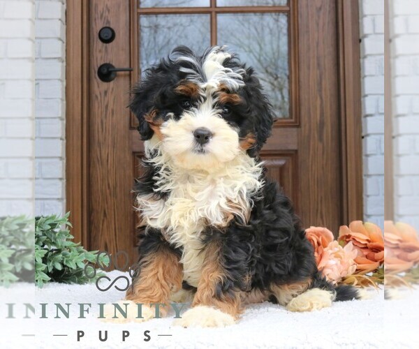 Medium Photo #4 Cavapoo (Miniature) Puppy For Sale in NARVON, PA, USA