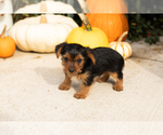 Puppy Jonni Yorkshire Terrier