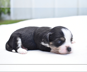 Auss-Tzu Puppy for sale in PALM COAST, FL, USA