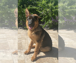 Small #236 German Shepherd Dog