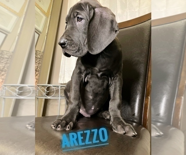 Medium Photo #15 Great Dane Puppy For Sale in COLUMBUS, OH, USA