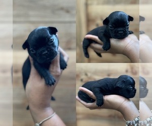 French Bulldog Puppy for sale in ATLANTA, GA, USA