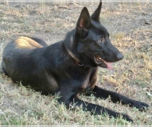 Medium Photo #1 German Shepherd Dog Puppy For Sale in WACO, TX, USA