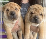 Small #7 Chinese Shar-Pei