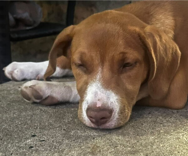 Medium Photo #4 Mutt Puppy For Sale in Mount Laurel, NJ, USA