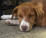 Small #3 Mutt