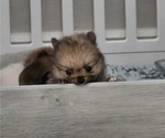 Puppy Little Bit Pomeranian