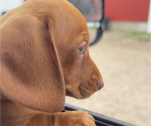 Dachshund Puppy for sale in MILLSTADT, IL, USA