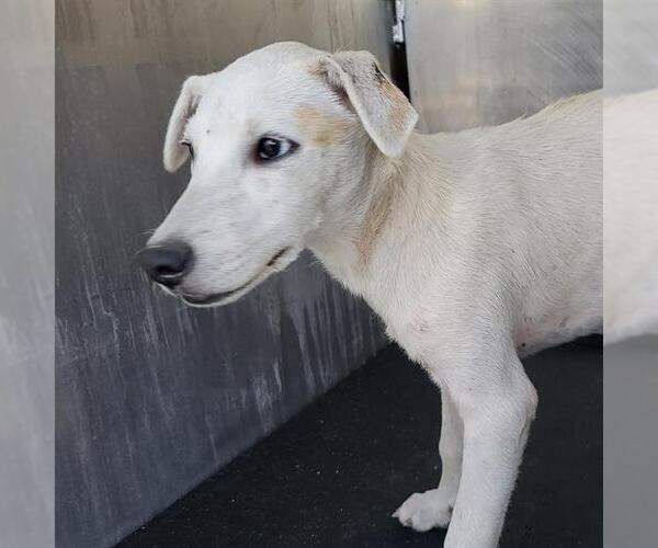 Medium Photo #1 Mutt Puppy For Sale in San Antonio, TX, USA