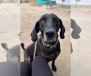 Stanley Martin Steele - Male Plott Hound-Weimaraner Mix Dog for Adoption - Photo #3