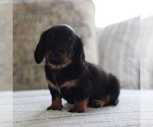 Dachshund Puppy for sale in NEWBURG, PA, USA