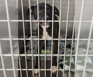 Mutt Dogs for adoption in Decatur, IL, USA